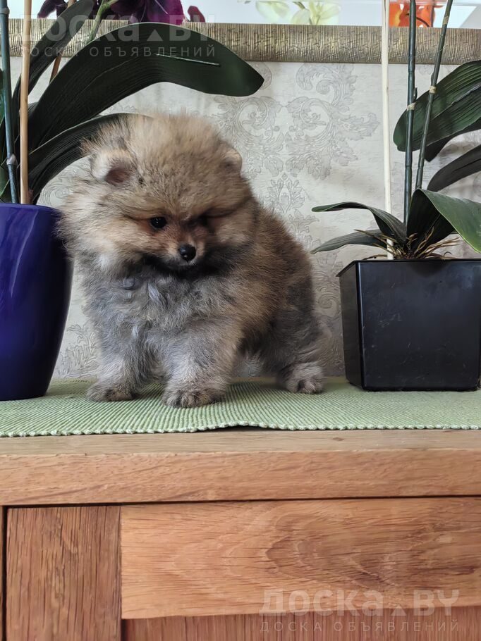 Померанский шпиц