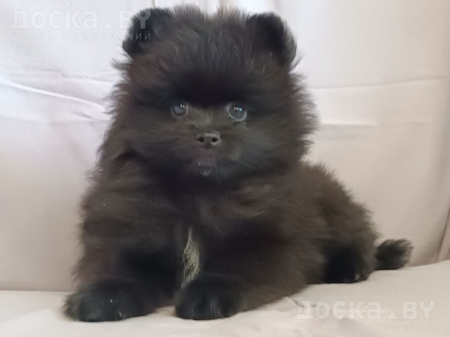 Померанский шпиц