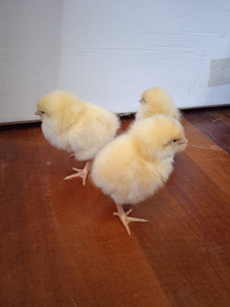 Цыплята браун фото. Цыплята Ломан Браун. Суточные цыплята Ломан Браун. Цыплята Петушки Ломан Браун. Петушки Ломан Браун суточные.