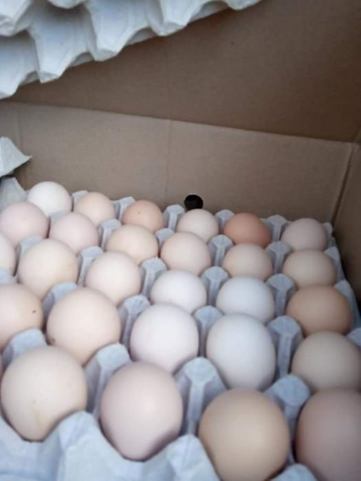 Яйца инкубационные купить сергиев посад. Инкубационное яйцо утки. Инкубационное яйцо бройлера. Инкубационное яйцо Адлерская серебристая. Инкубационное яйцо серебристый Адлер.