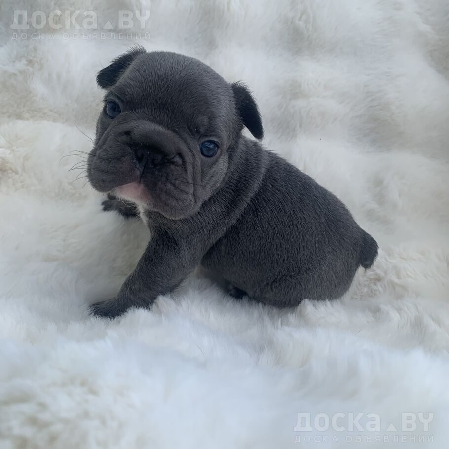 Французский бульдог
