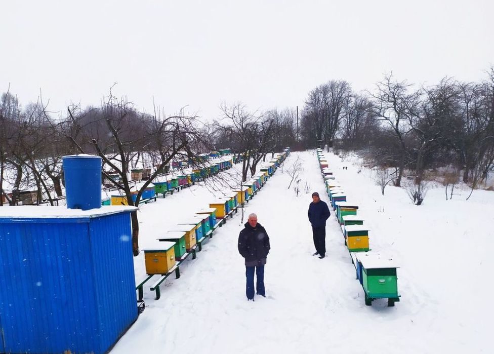 Купить Пчелопакеты В Ростовской Области