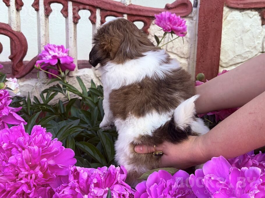 Ши-тцу