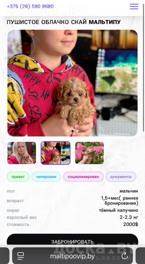 Мальтийская болонка