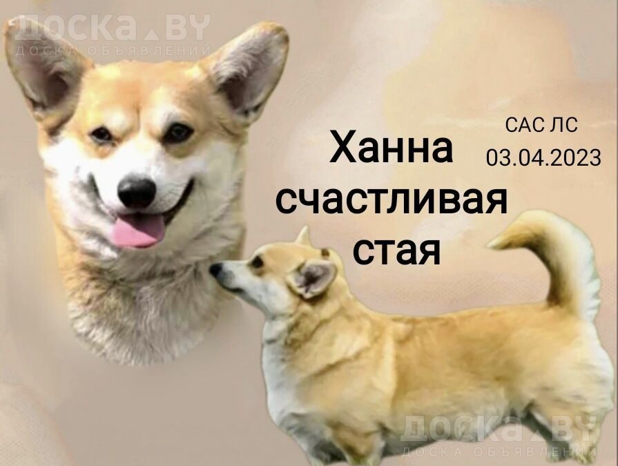 Вельш корги пемброк