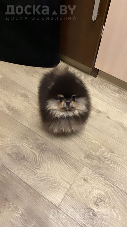 Померанский шпиц