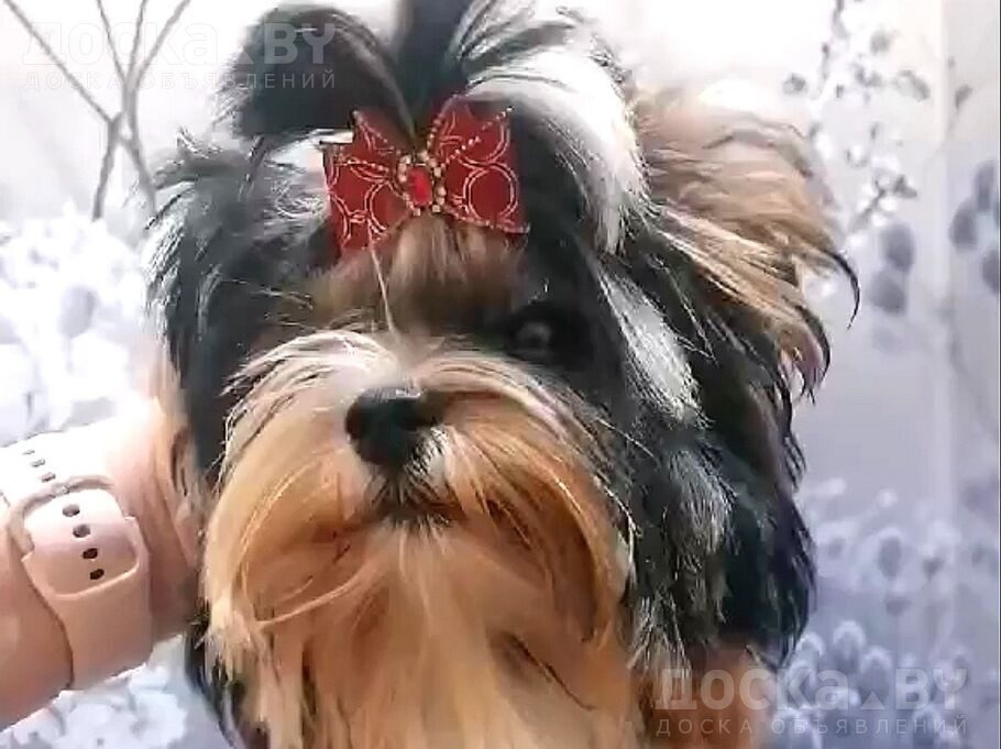 Бивер йоркширский терьер