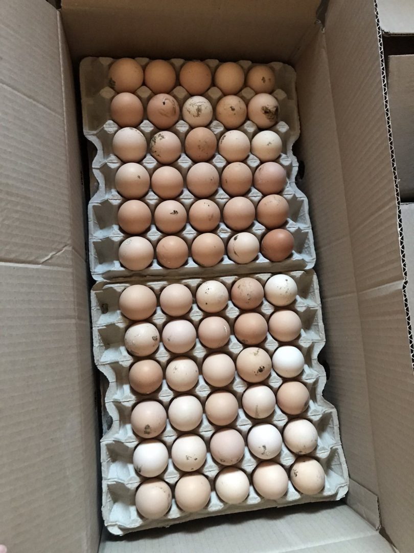 Куплю инкубационное яйцо доминанта