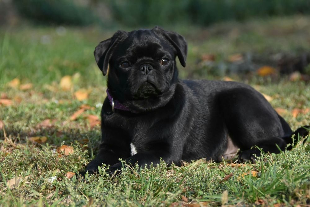 Мопс черный щенок фото