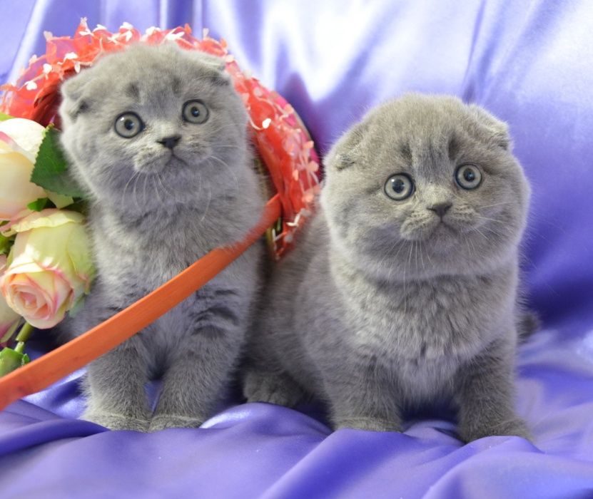 Шотландская Вислоухая Кошка Фото Котят