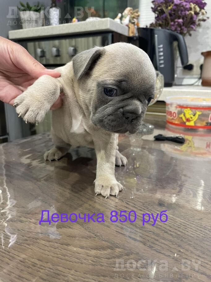 Французский бульдог
