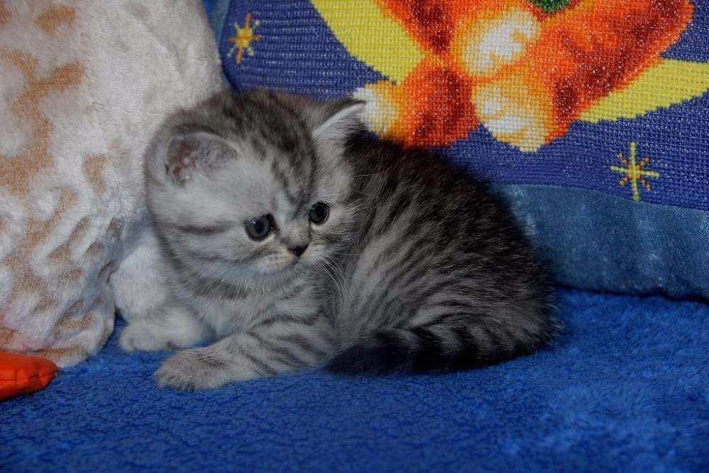 Шотландская Кошка Вискас Фото